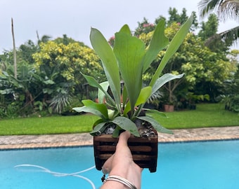 Staghorn fern in Basket