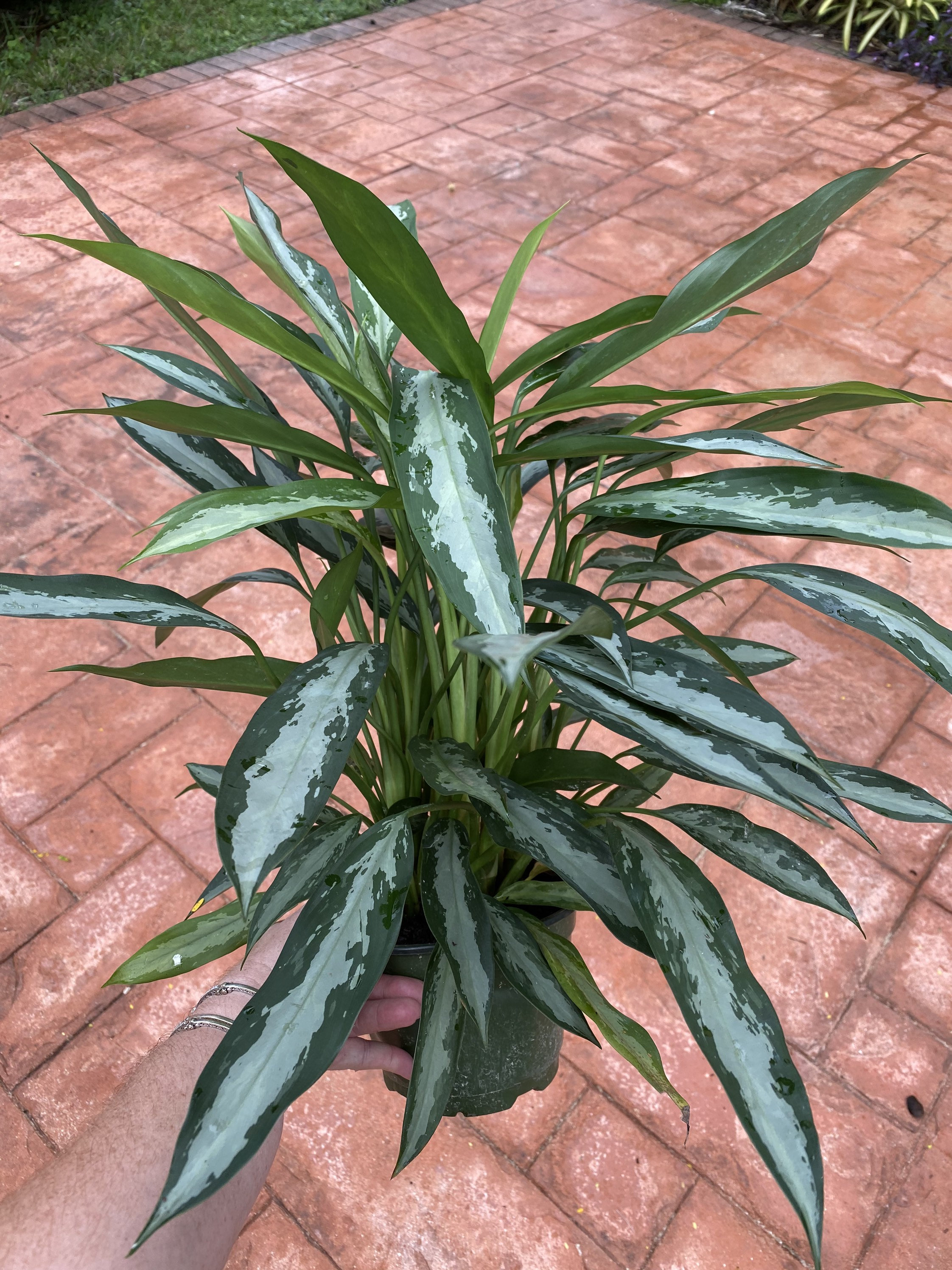 Aglaonema Black Lance, 6 Pot