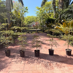 May include: Five young trees in black plastic pots are lined up on a red brick patio. The trees have slender trunks and sparse, leafy branches. The background features lush green foliage and a glimpse of a house.
