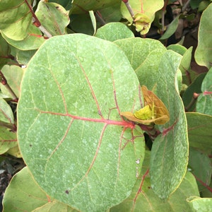 Sea grape Coccoloba uvifera, 3 G pot image 9