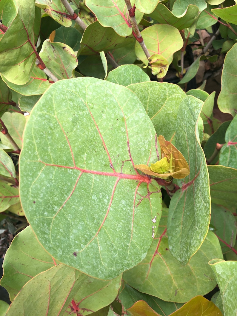 Sea grape Coccoloba uvifera, 3 G pot image 9