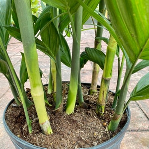 Bamboo palm, 10 pot. Chamaedorea seifrizii 60 box image 6