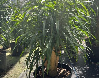 Dracaena Anita, stump, 10” pot