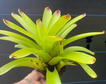 Vriesea ‘Bonfire’  bromeliad, 6” pot