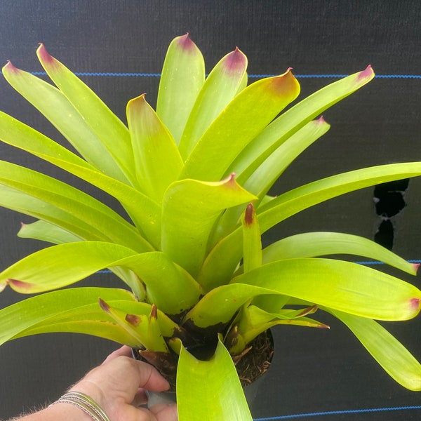 Vriesea ‘Bonfire’  bromeliad, 6” pot