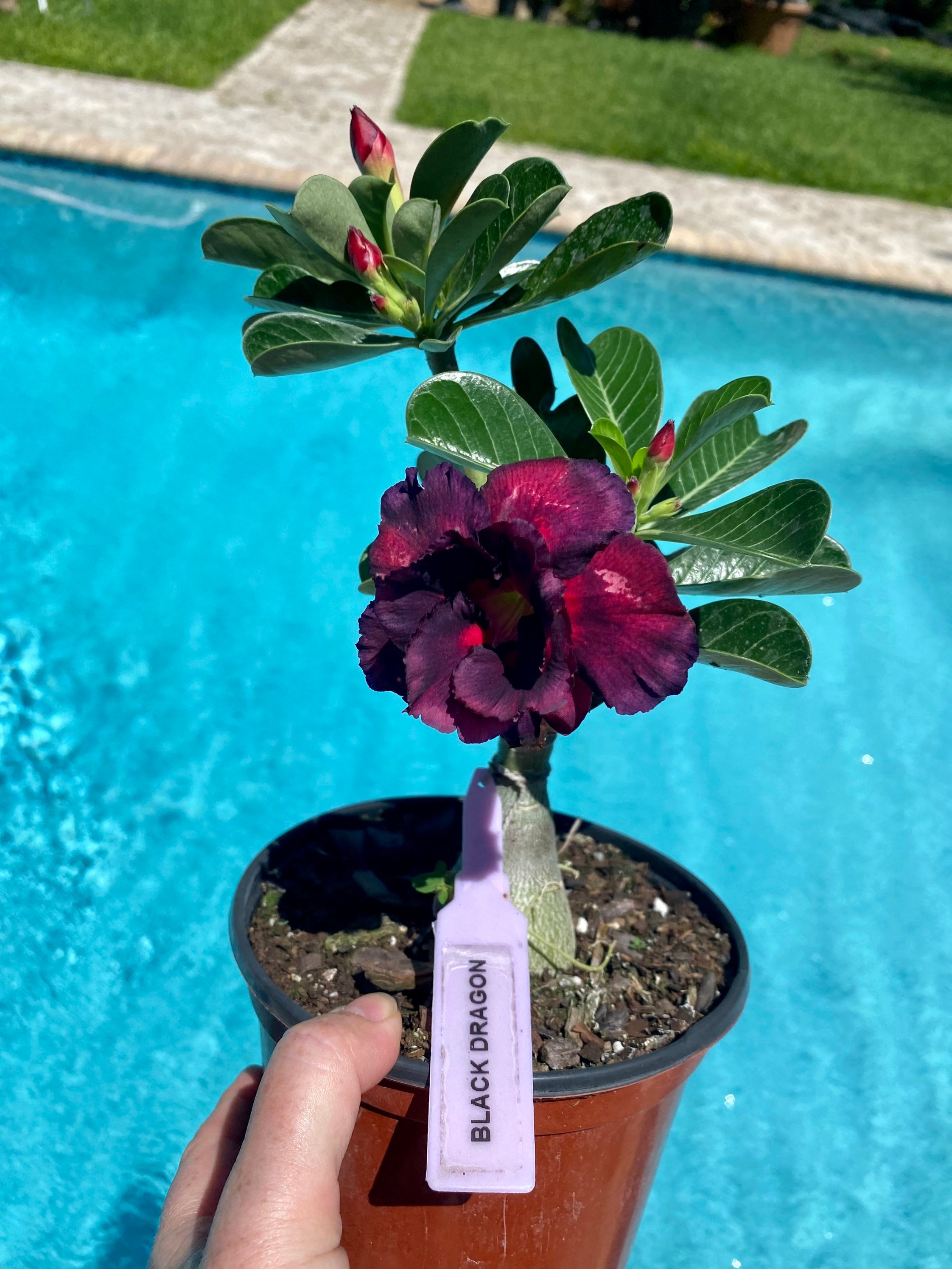 Black Dragon Rose Plant