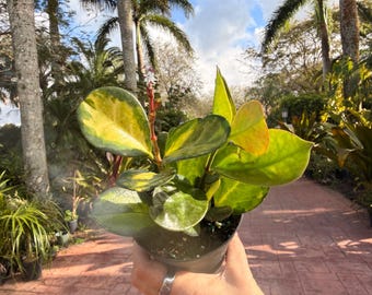 Hoya Australis Lisa Variegated Unrooted Cutting (2 Leaves, One