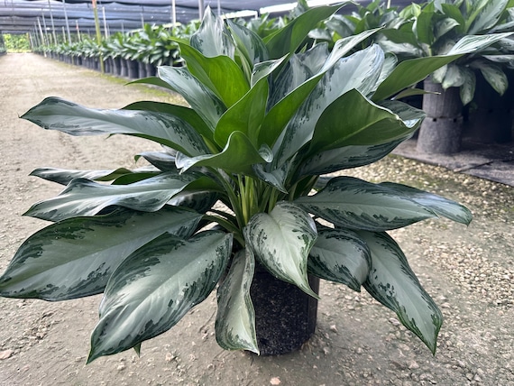 buy snake plant canada Sansevieria Laurentii | Snake Plant | Care Guide and Pro Tips - Delivery  from Toronto across Canada main image 0