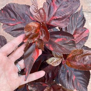 Copper plant, Copperleaf, Acalypha wilkesiana, 10 pot/3 G Red. Jacobs Coat image 6