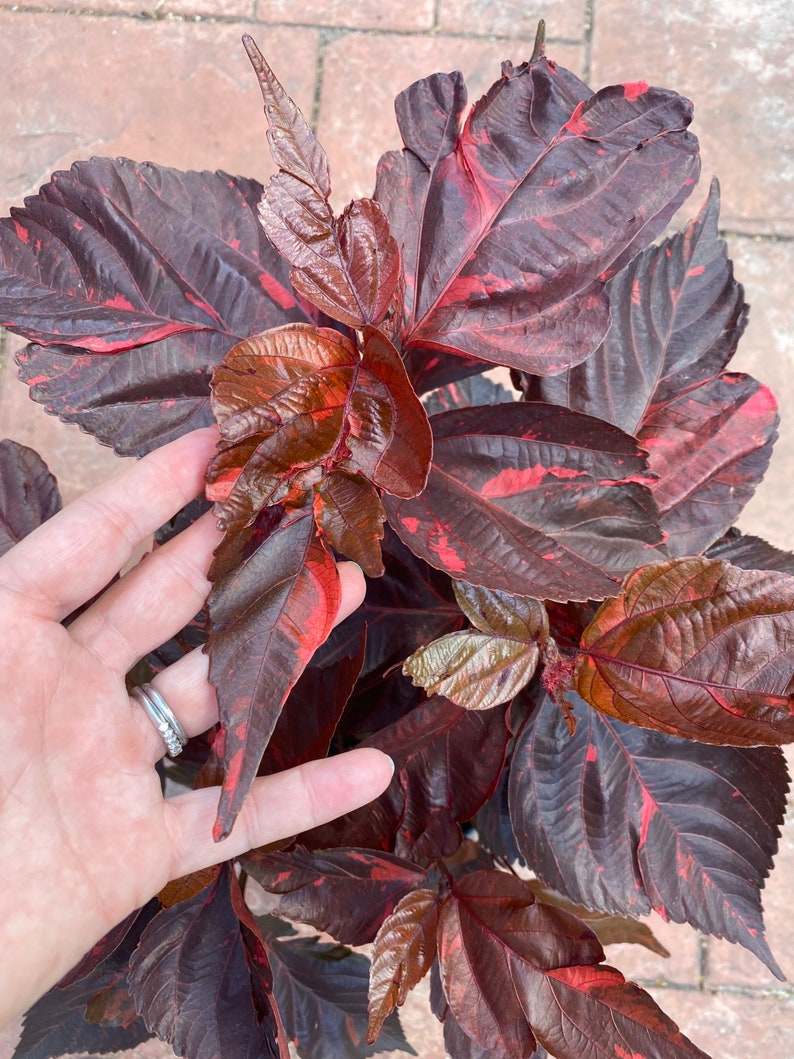 Copper plant, Copperleaf, Acalypha wilkesiana, 10 pot/3 G Red. Jacobs Coat image 6