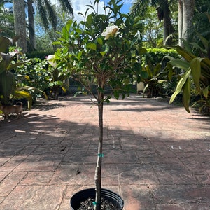 Gardenia Std. 10” pot Cape Jasmine