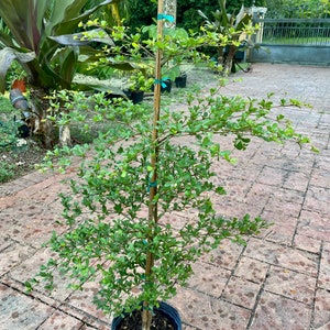 May include: A small, leafy tree in a black pot, supported by a bamboo stake and secured with green tape. The tree has small, green leaves and is set against a background of lush greenery and a brick patio.