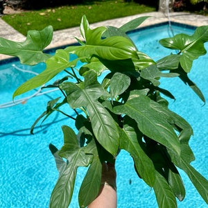 Philodendron bipennifolium, 6” pot - full pot