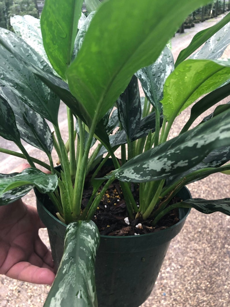  Aglaonema Shades  8 pot Etsy