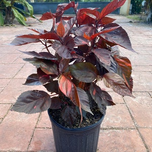 Copper plant, Copperleaf, Acalypha wilkesiana, 10 pot/3 G Red. Jacobs Coat image 1