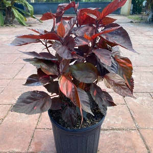 Copper plant, Copperleaf, Acalypha wilkesiana, 10” pot/3 G - Red. Jacobs Coat