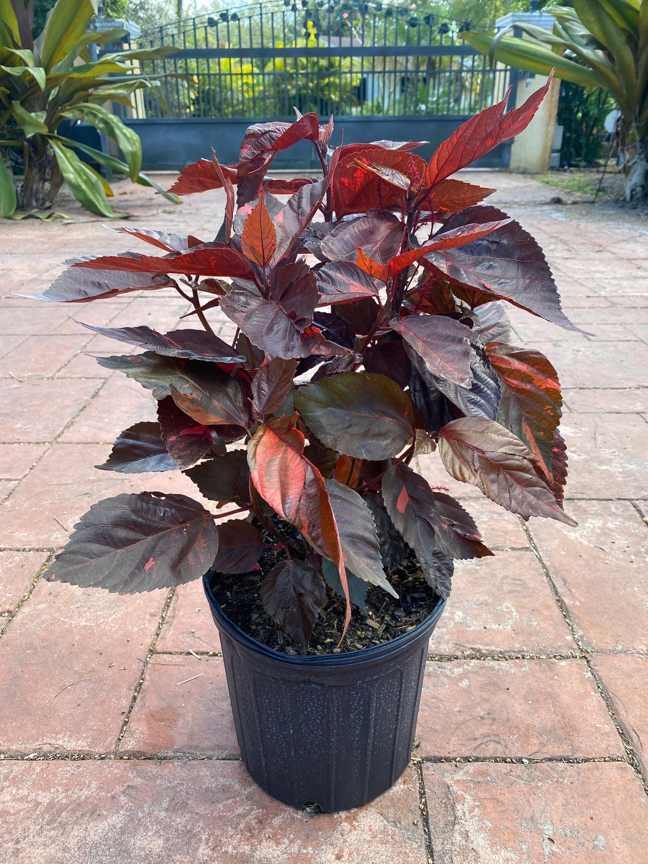 Copper plant, Copperleaf, Acalypha wilkesiana, 10” pot/3 G - Red. Jacobs Coat