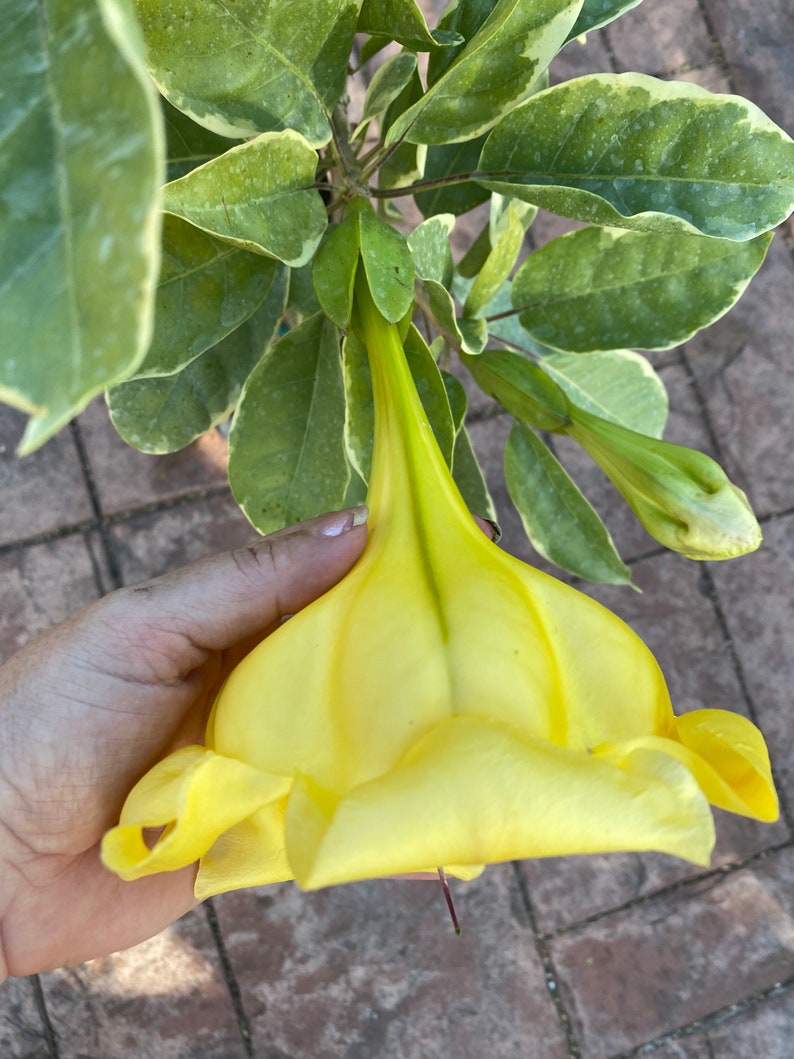 Solandra guttata, Chalice Vine,Cup of Gold, 10 pot vine/climber. On trellis. NO flower image 7