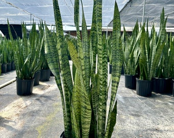 Sansevieria Zeylanica, pot de 10 po. Livraison gratuite moulu