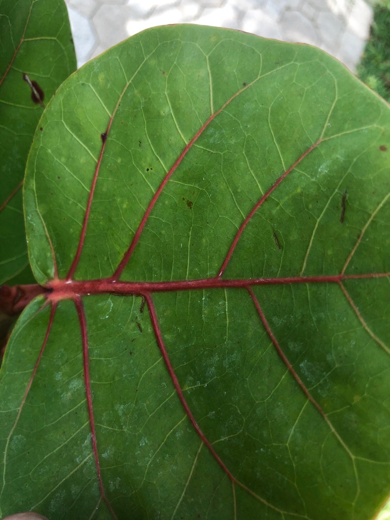 Sea grape Coccoloba uvifera, 3 G pot image 3