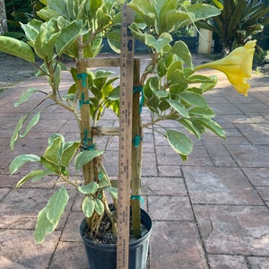 Solandra guttata, Chalice Vine,Cup of Gold, 10 pot vine/climber. On trellis. NO flower image 1