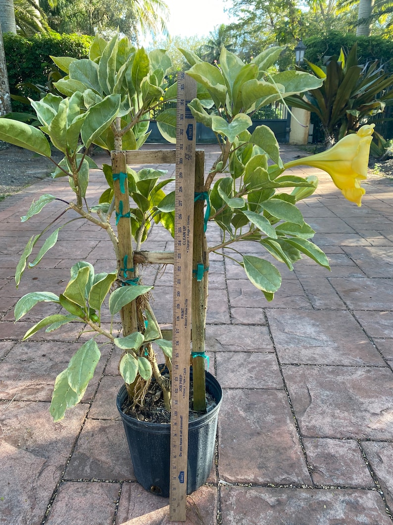 Solandra guttata, Chalice Vine,Cup of Gold, 10 pot vine/climber. On trellis. NO flower image 1