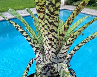 Rare Aechmea ‘Orlandiana White Knight’ bromeliad, 6” pot.  Collector bromeliad.