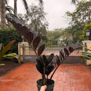 May include: A ZZ plant, also known as Zamioculcas zamiifolia, in a small green pot. The plant has dark green, glossy leaves and is held in front of a blurred outdoor background. The plant is a popular houseplant known for its low-maintenance care.