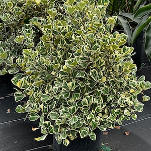 Ficus natalensis - ficus triangularis, 8 or 10” pot