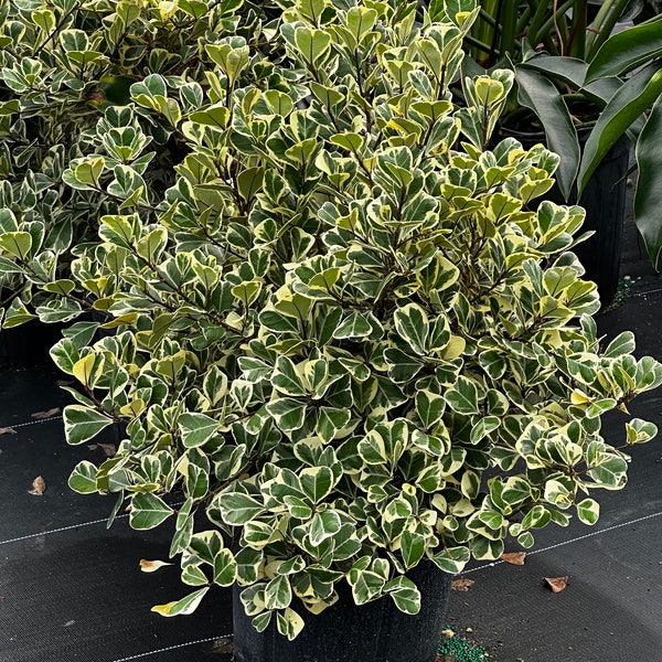 Ficus natalensis - ficus triangularis, 8 or 10” pot