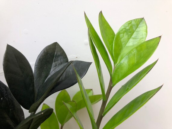 Black Zz Zamioculcas Zamiifolia Raven Etsy