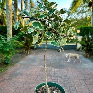 Variegated Ficus natalensis ficus triangularis, 6 pot Tree form. image 1