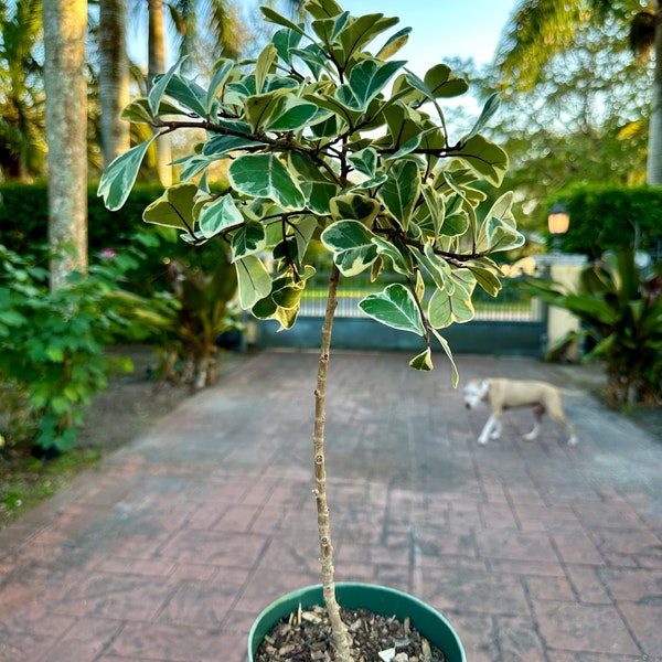 Variegated Ficus natalensis - ficus triangularis, 6” pot - Tree form.