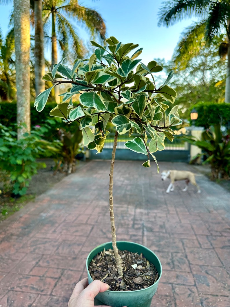 Variegated Ficus natalensis ficus triangularis, 6 pot Tree form. image 1