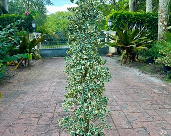 Variegated Ficus natalensis colum/tapered - ficus triangularis, 10” pot Actual plant Will be trimmed to fit in 60” box