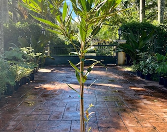 Lily of the valley tree, Elaeocarpus grandiflorus, 10” pot/3 g Tall. Will ship in 60” box