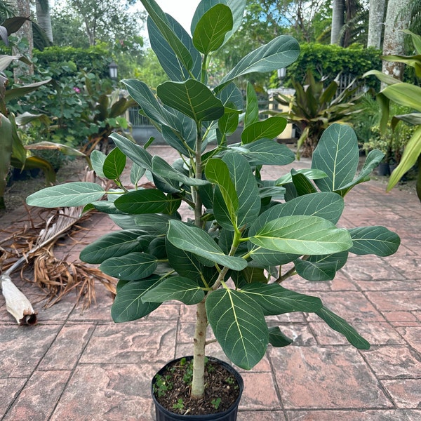Ficus Benghalensis Audrey, 10” pot
