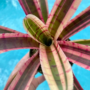 Neoregelia ‘Blushing Zebra’ bromeliad, 4” pot Chester Skotak hybrid.