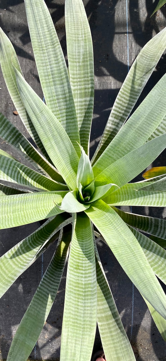 Alcantarea Odorata Bromeliad, 9” Pot - Etsy