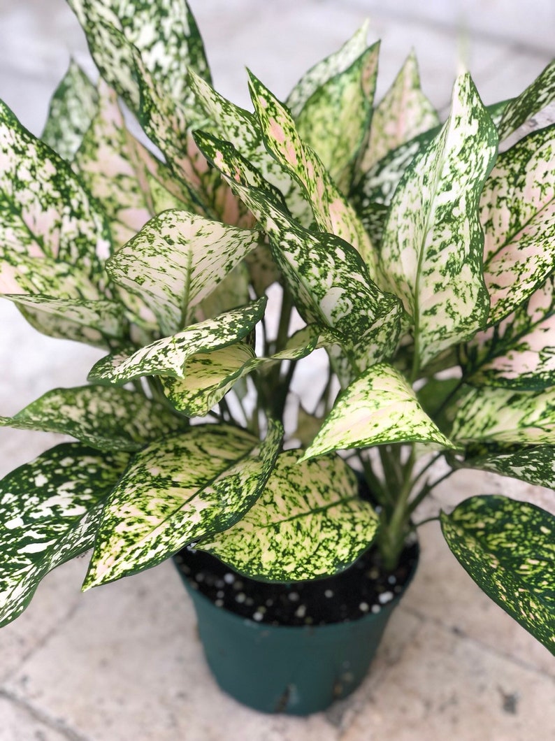 Aglaonema Etta Rose 6 pot | Etsy