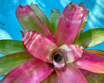 Neoregelia Golden Gate bromeliad, 6” pot