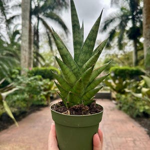 Sansevieria Tower, 4” pot Thai Tower. Pagoda Tower