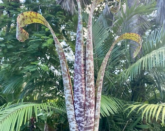 Quesnelia ‘Marmorata’ bromeliad, 5” pot