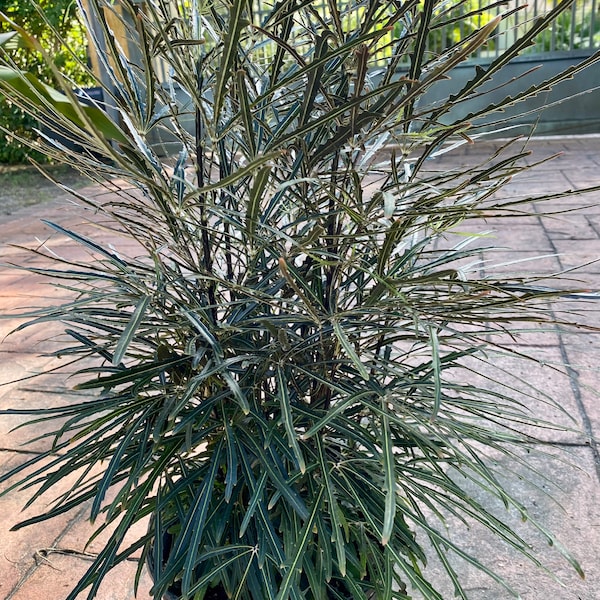 False Aralia, 10” pot Aralia elegantissima