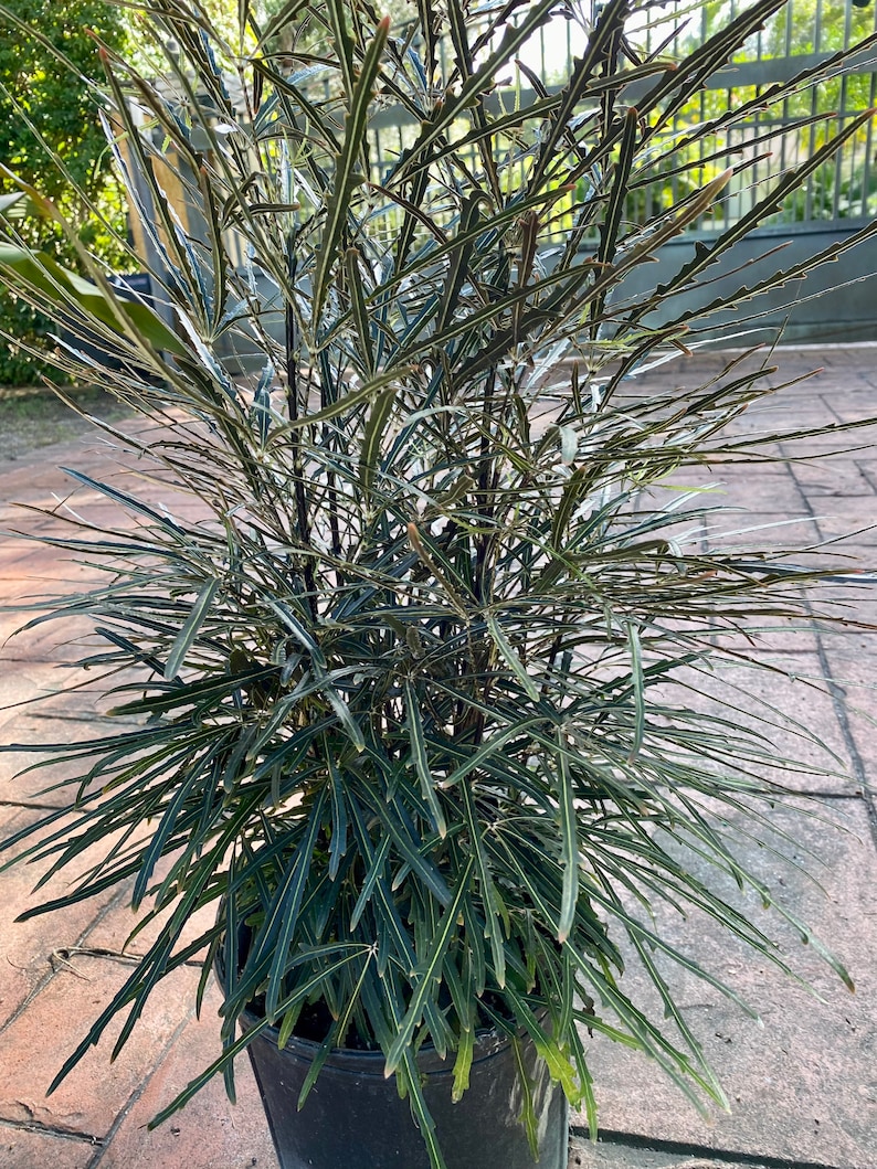 False Aralia