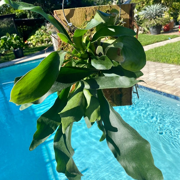 Mounted Staghorn fern