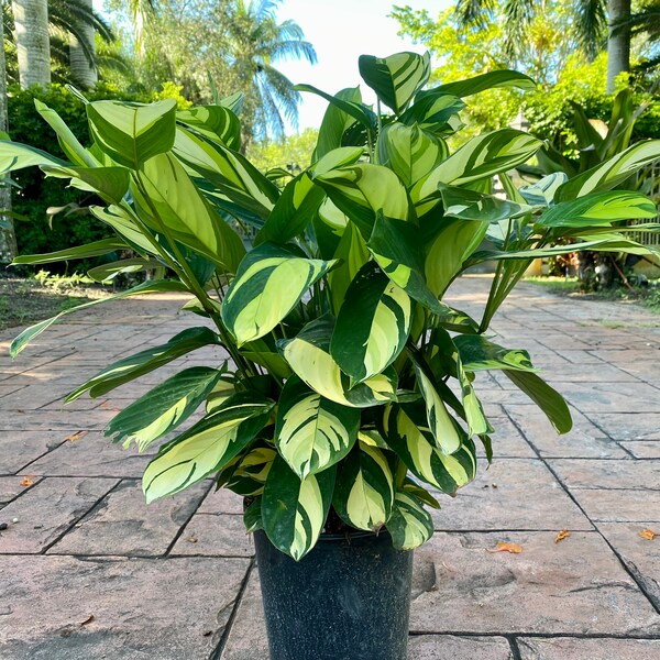 Ctenanthe lubbersiana, Never Never plant, 8” pot