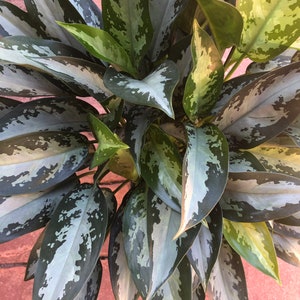 Aglaonema Jubilee, 8" Pot - Etsy
