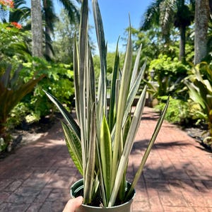 Sansevieria Bantel&#39;s Sensation, Snake Plant, 6” pot Nice color Please see all pics