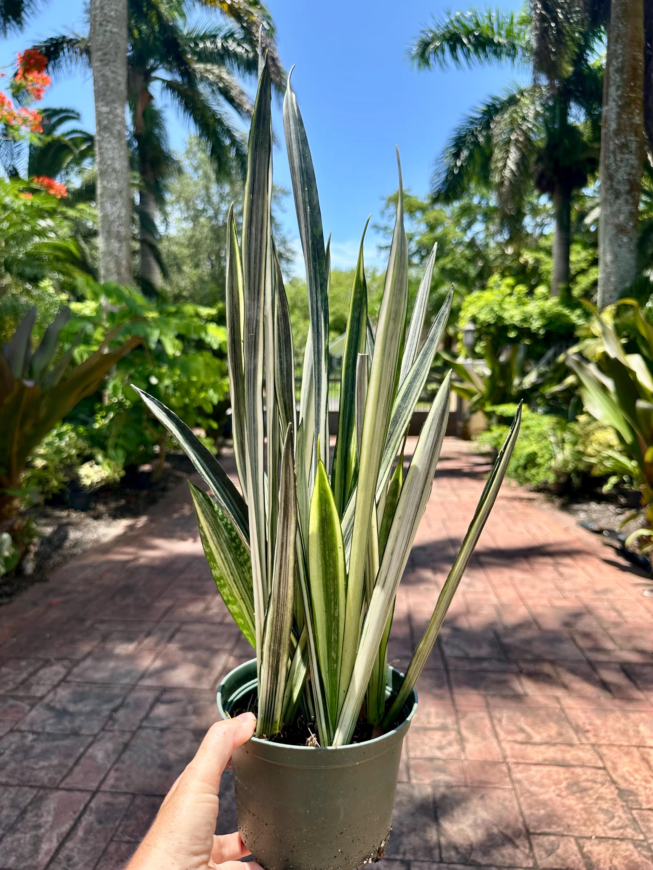 spider man plant Spiderman Monstera – Plant Detectives main image 0